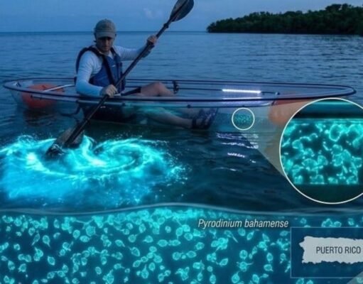DRNA evalúa reducción bioluminiscencia en Vieques