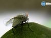 Agricultura anuncia plan de aspersión contra la mosca del Mediterráneo