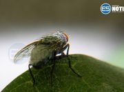 Agricultura anuncia plan de aspersión contra la mosca del Mediterráneo