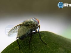 Agricultura anuncia plan de aspersión contra la mosca del Mediterráneo
