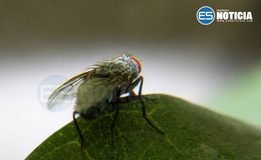 Agricultura anuncia plan de aspersión contra la mosca del Mediterráneo