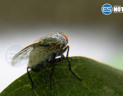 Agricultura anuncia plan de aspersión contra la mosca del Mediterráneo