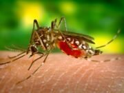 Pica el dengue a casi un millar de boricuas