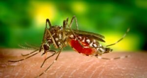 Pica el dengue a casi un millar de boricuas
