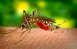 Pica el dengue a casi un millar de boricuas