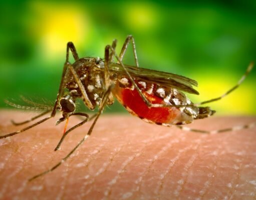Pica el dengue a casi un millar de boricuas